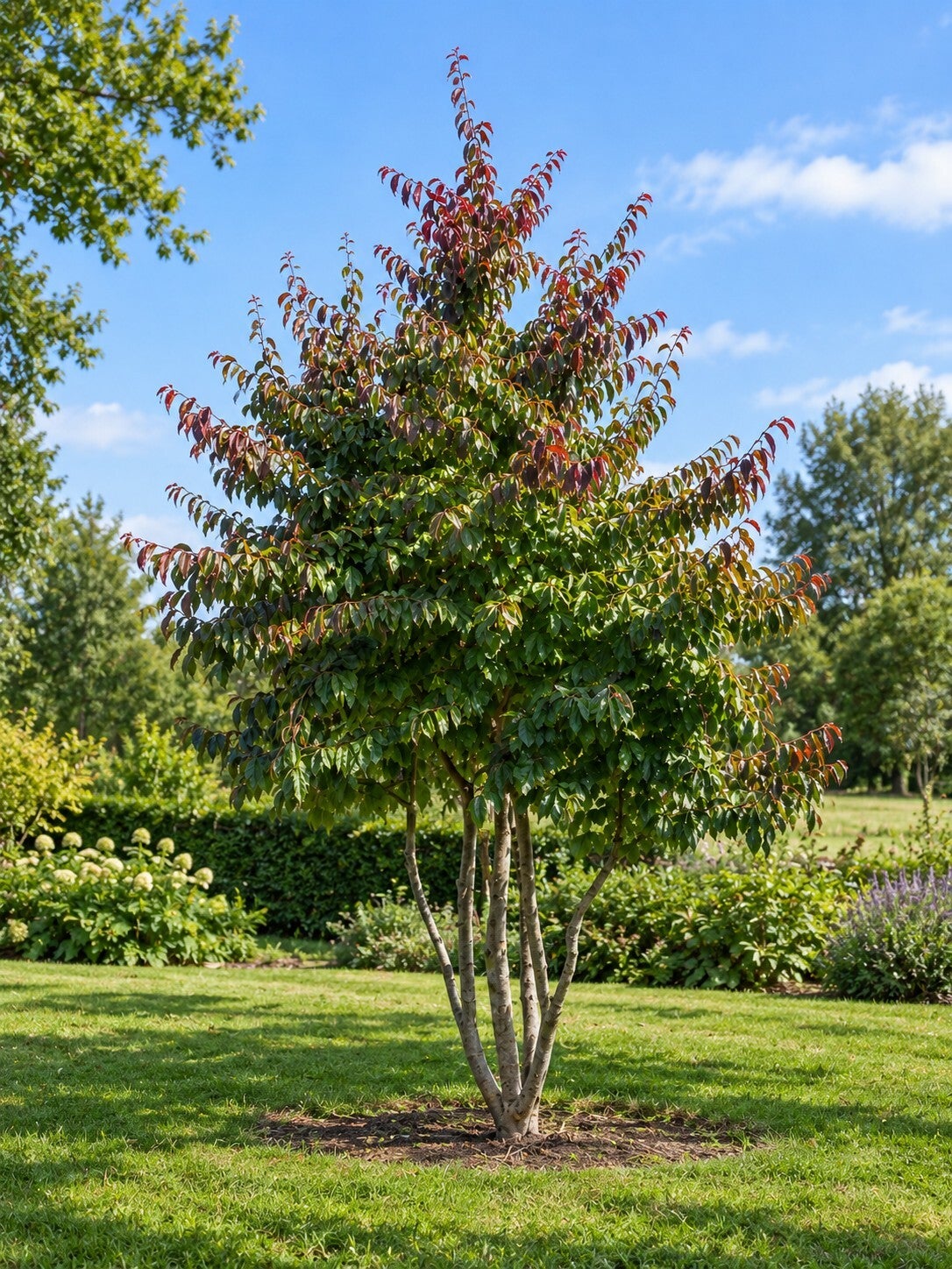 Parrotia persica (Perzisch ijzerhout)