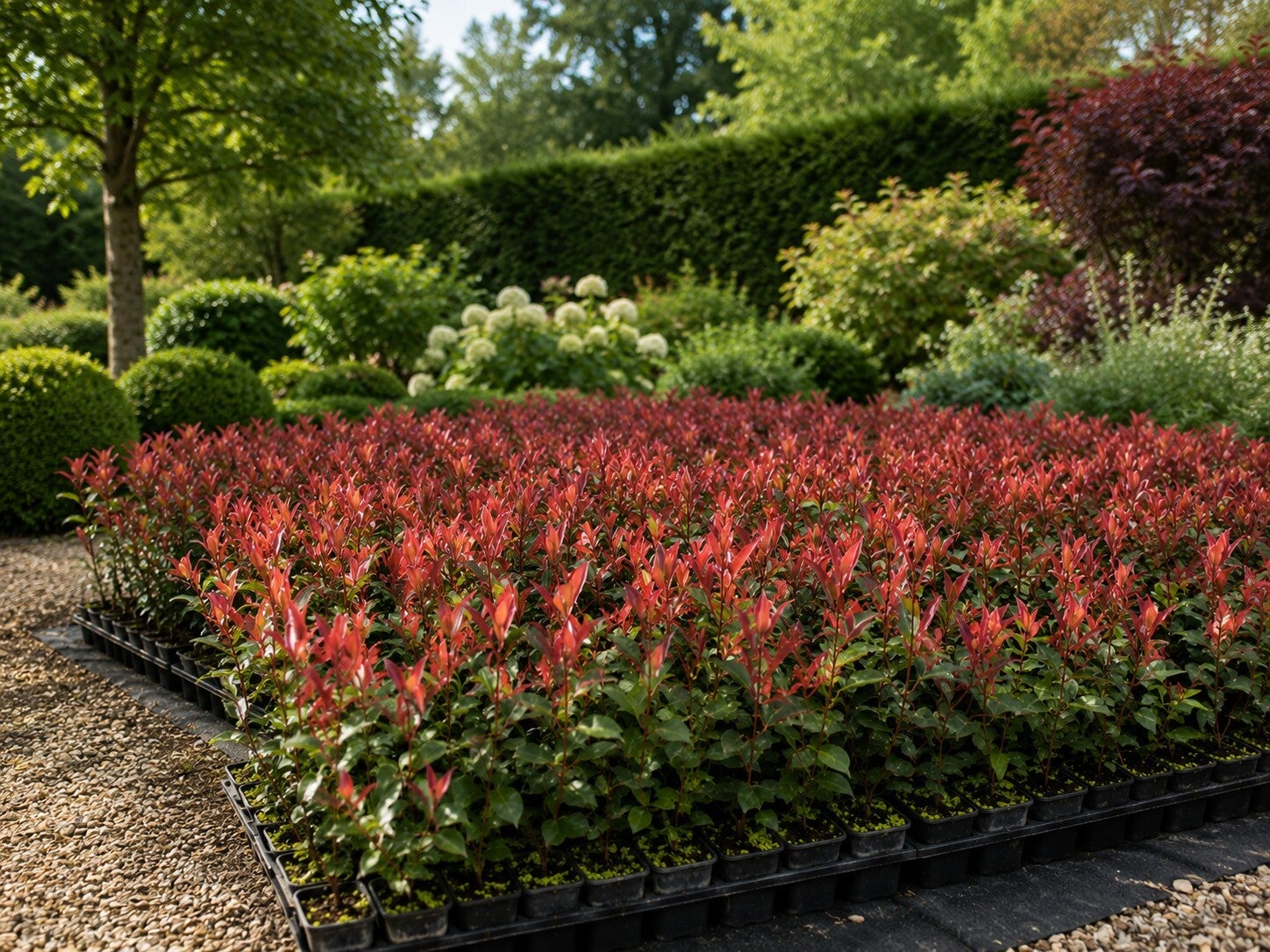 Photinia fraseri 'Little Red Robin' (Glansmispel)