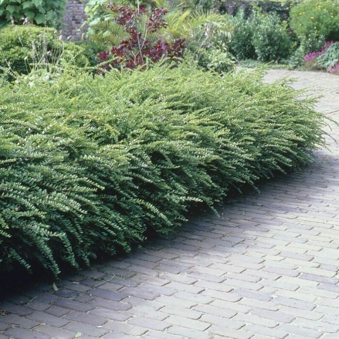 Lonicera nitida 'Maigrun' (Chinese kamperfoelie)