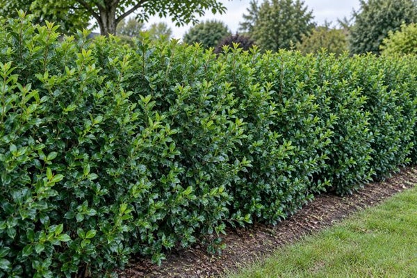 Ilex meserveae 'Blue Maid' ® (Blauwe hulst)