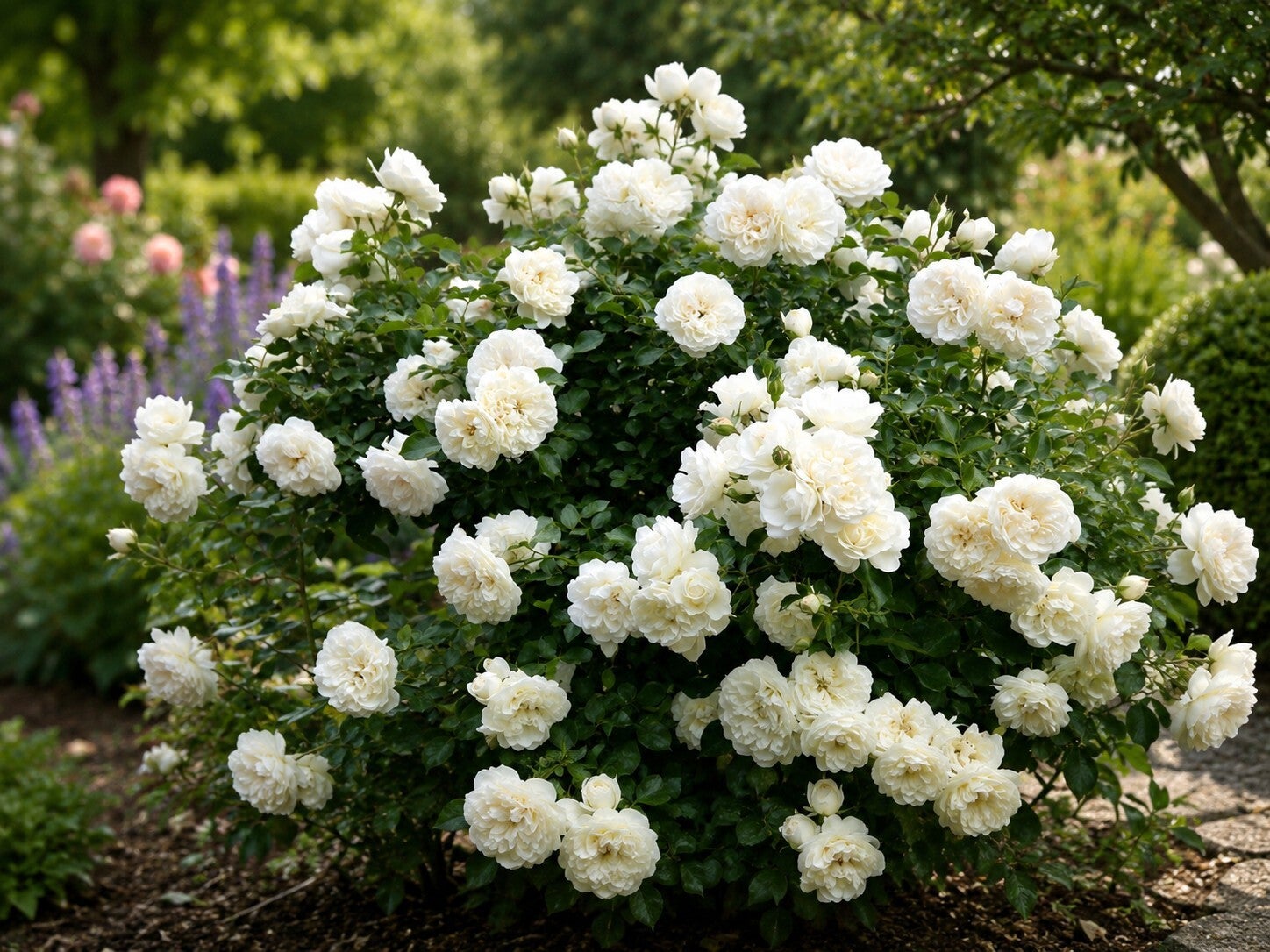 Rosa 'Sea Foam' (Roos)