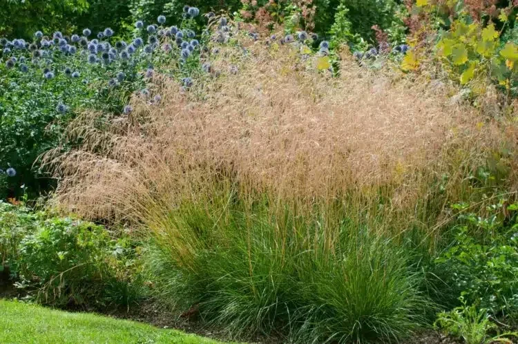 Deschampsia cespitosa 'Goldtau' (Ruwe smele)
