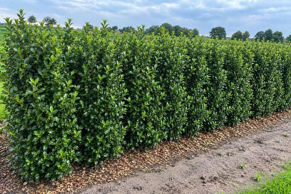 Ilex meserveae 'Heckenstar' ® (Blauwe hulst)