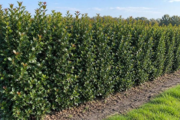 Ilex meserveae 'Heckenblau' ® (Blauwe hulst)