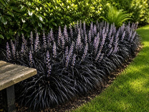Ophiopogon japonicus 'Nigrescens' (slangenbaard)