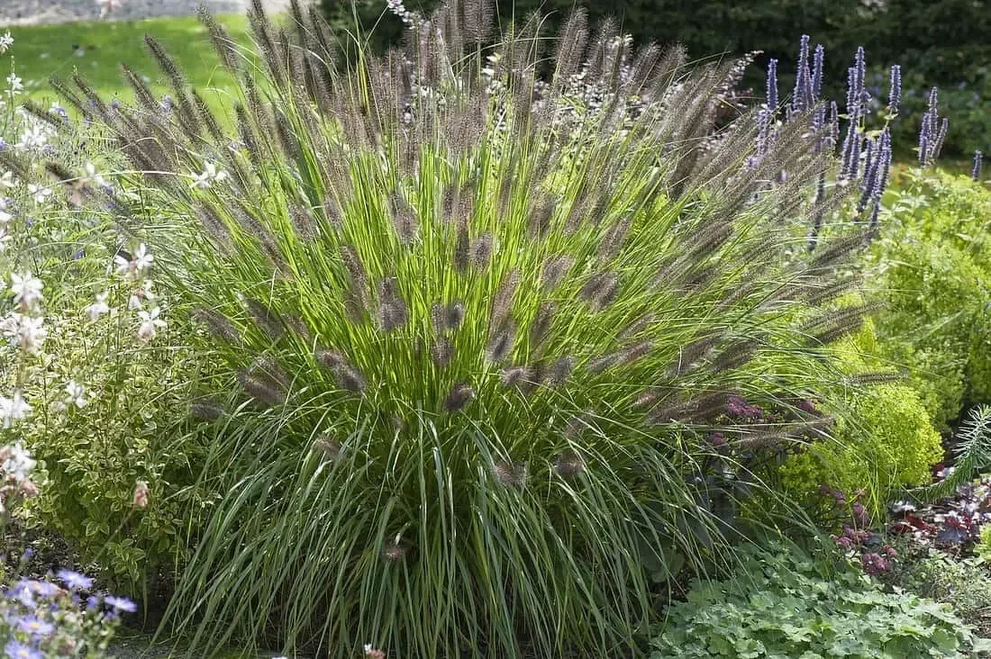 Pennisetum alopecuroides 'Viridescens' (Lampenpoetsersgras)