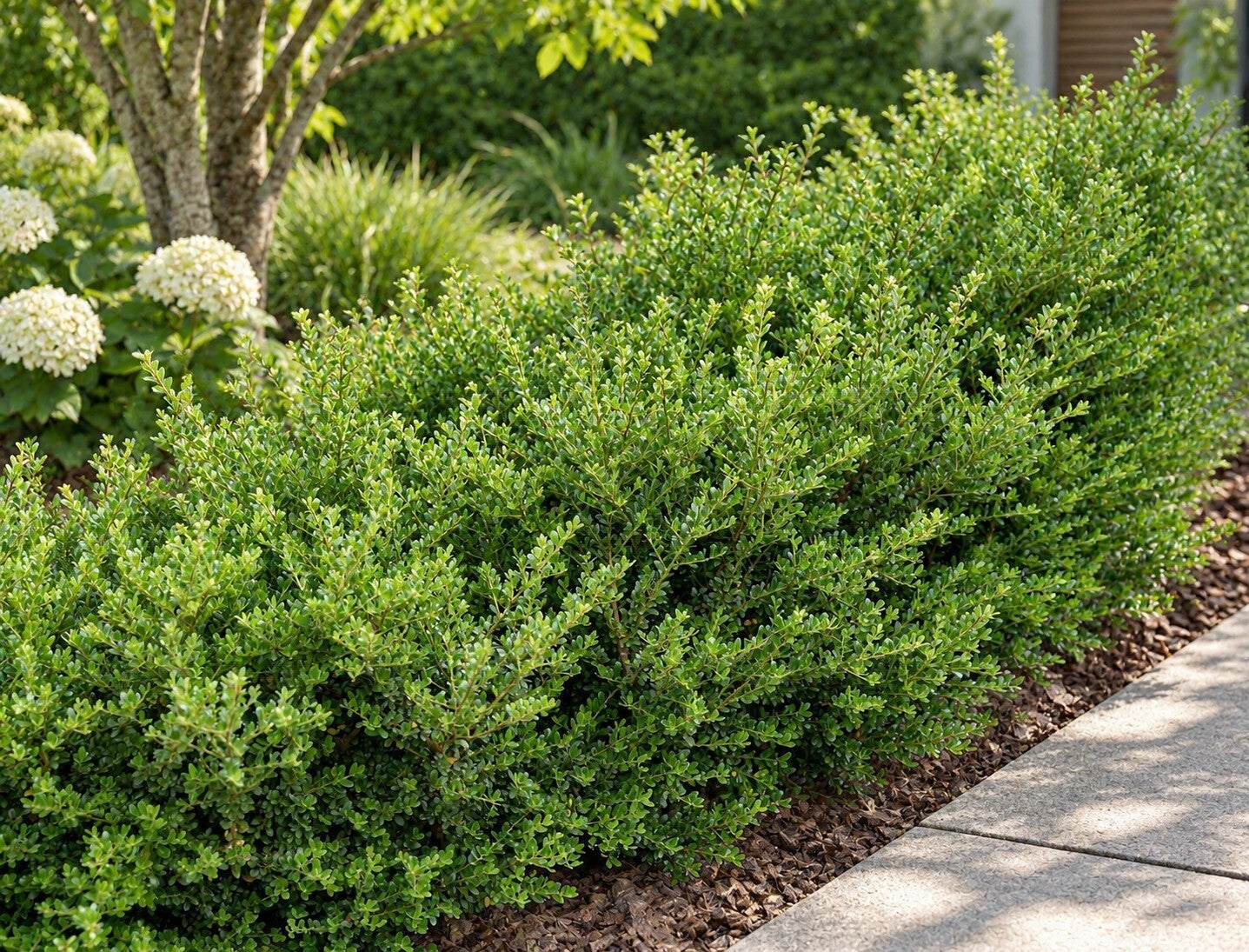 Ilex crenata 'Glory Gem' (Japanse hulst)