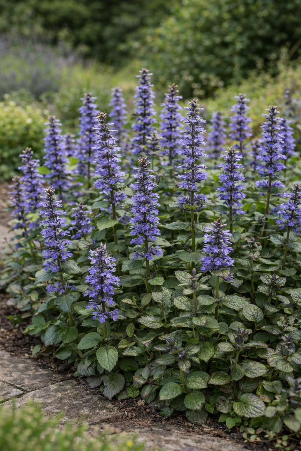 Ajuga reptans (Kruipend zenegroen)