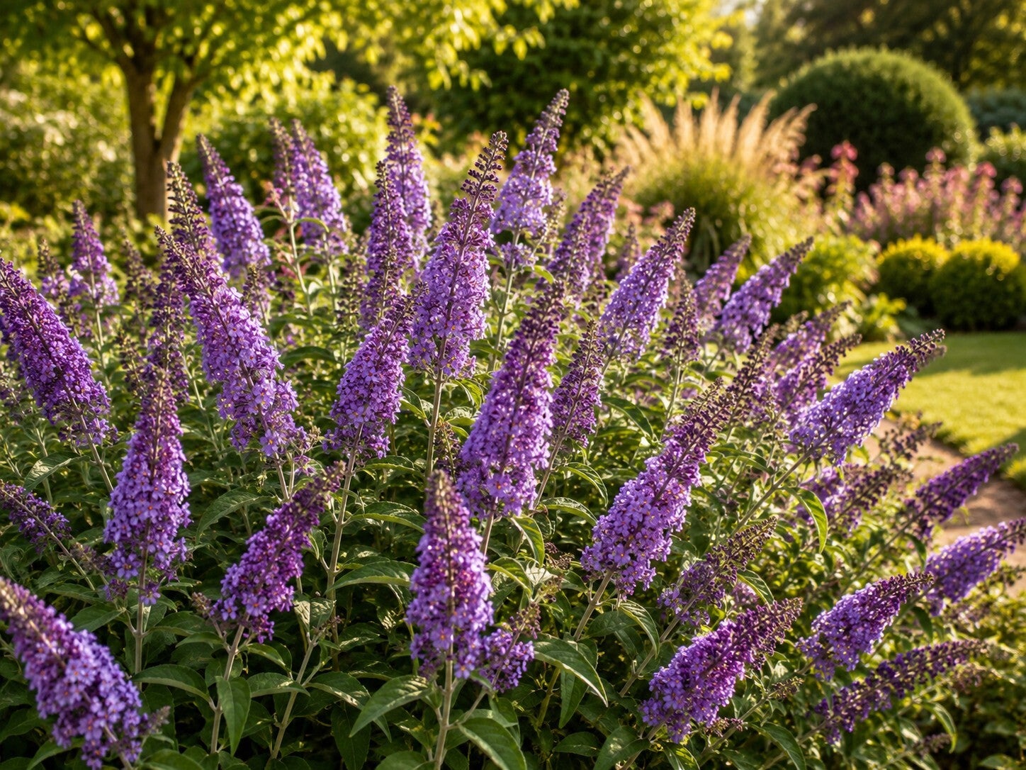 Buddleja davidii 'Empire Blue' (Vlinderstruik)