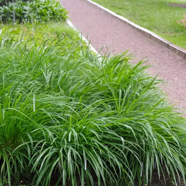 Carex morrowii (Japanse zegge)