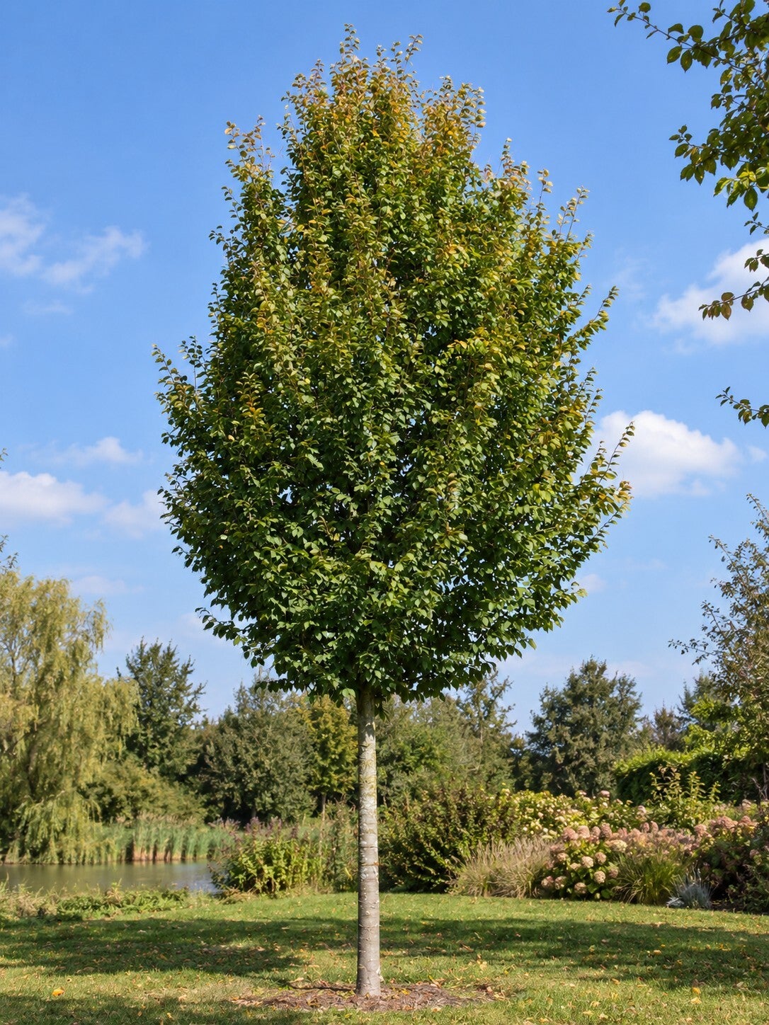 Carpinus betulus 'Frans Fontaine' (haagbeuk)