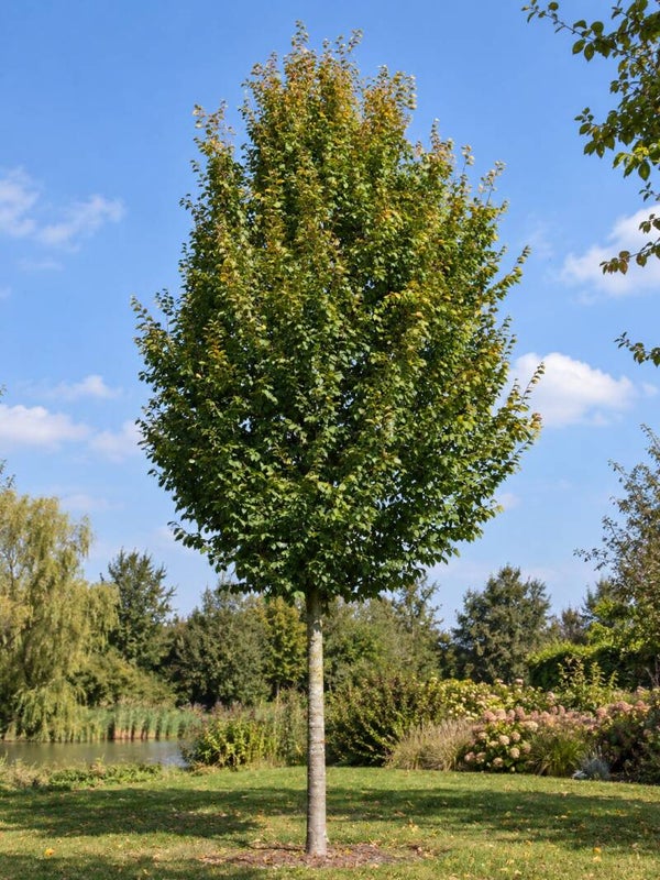Carpinus betulus 'Frans Fontaine' (haagbeuk)