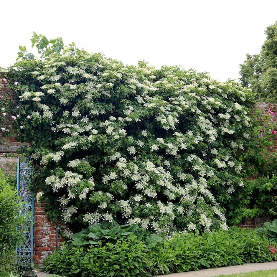 Hydrangea anomala subsp. petiolaris (Klimhortensia)