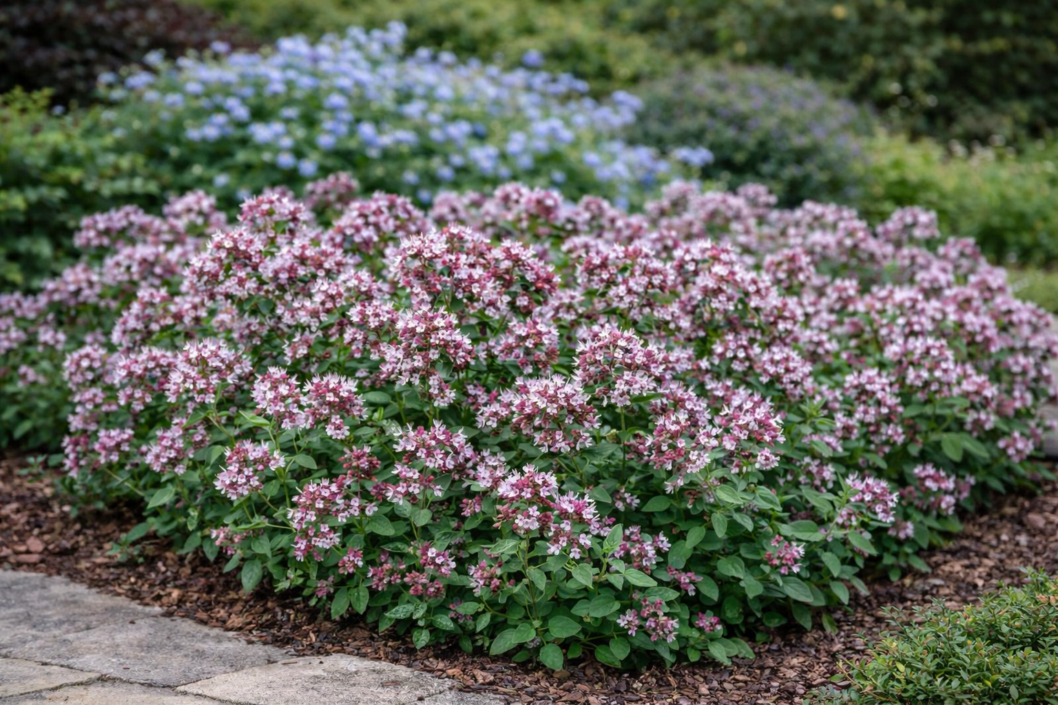 Origanum vulgare (Wilde marjolein)