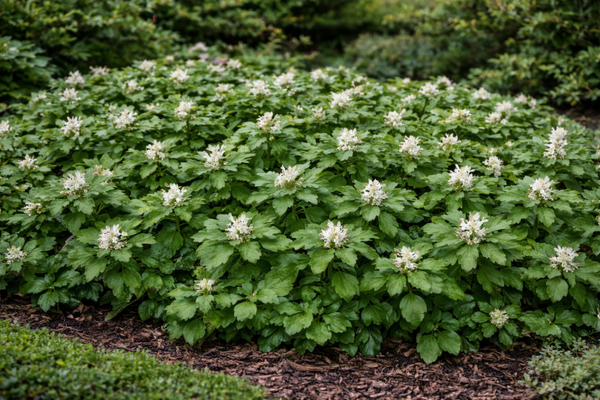 Pachysandra terminalis 'Green Carpet' (Schaduwkruid)