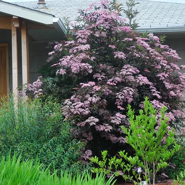 Sambucus nigra 'Black Beauty' ® (Donkerpaarse vlier)