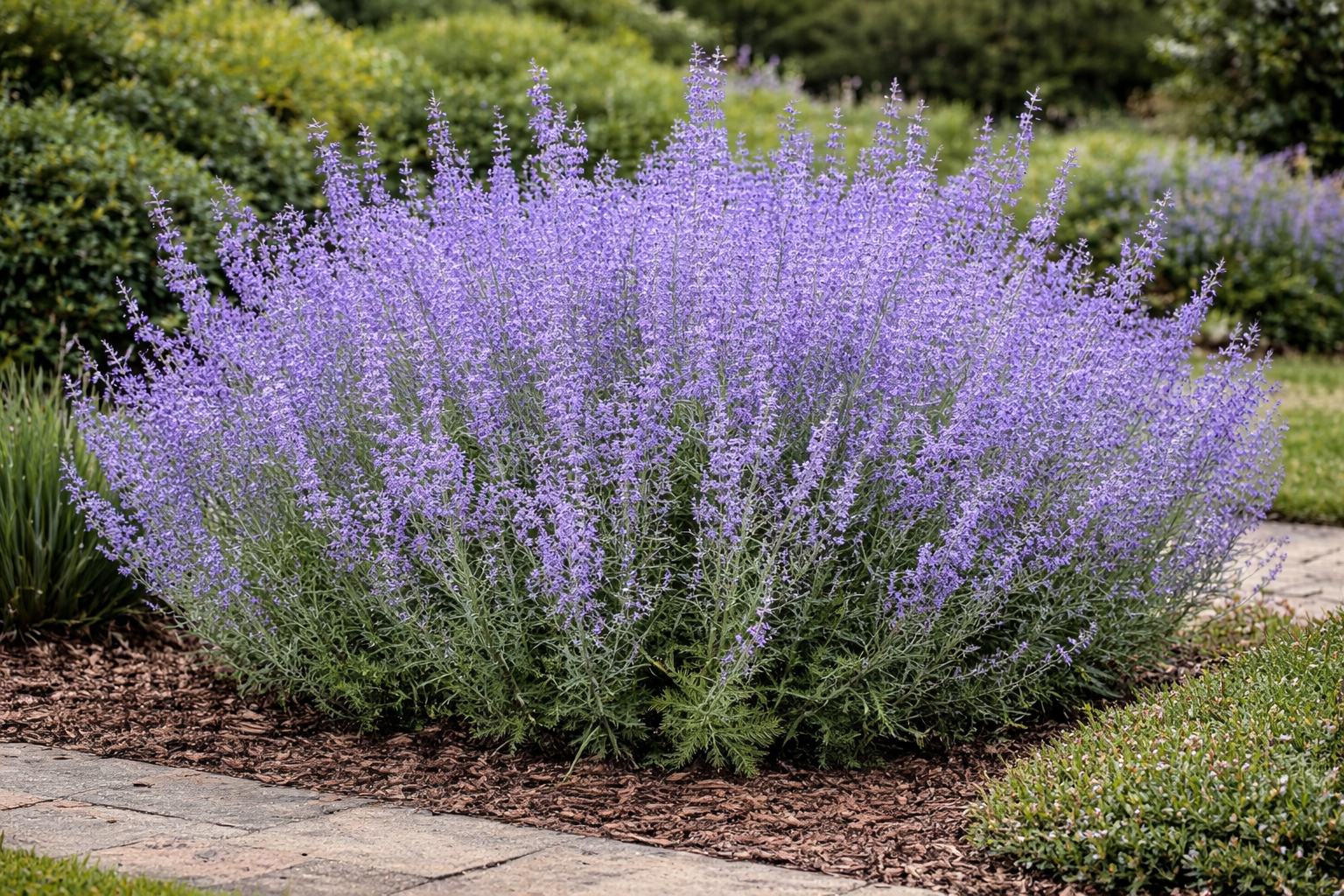 Perovskia 'Blue Spire' (Reuzenlavendel)
