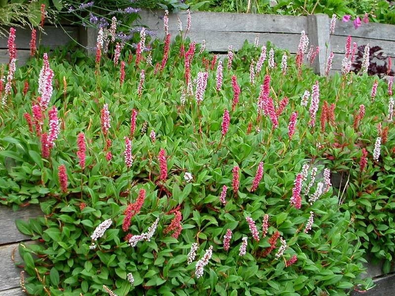 Persicaria affinis 'Kabouter' (Adderwortel)
