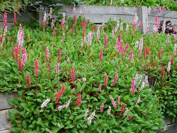 Persicaria affinis 'Kabouter' (Adderwortel)