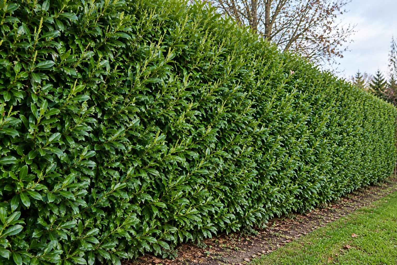 Prunus laurocerasus 'Genolia' ® (Laurierkers)