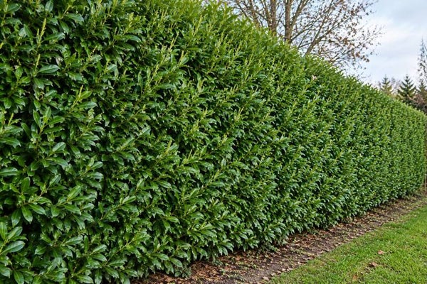 Prunus laurocerasus 'Genolia' ® (Laurierkers)