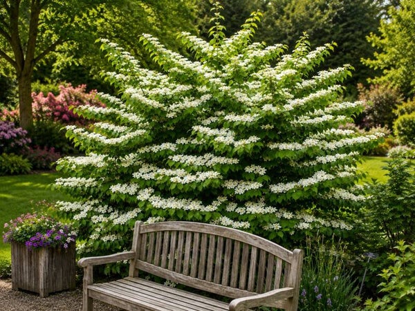 Viburnum plicatum 'Cascade' (Japanse Sneeuwbal)
