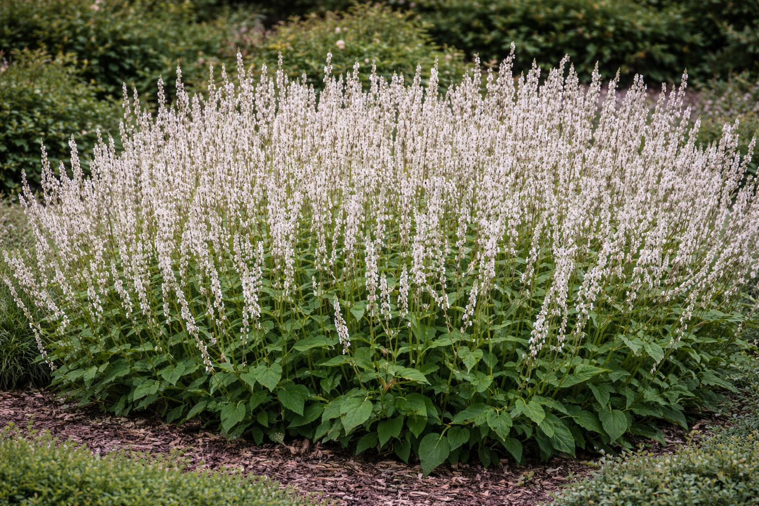 Persicaria amplexicaulis 'Alba' (Knoopkruid)