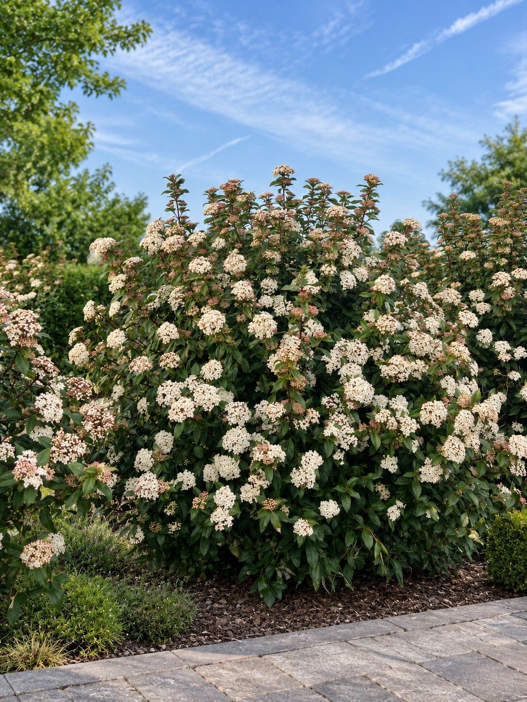 Viburnum tinus (Sneeuwbal)