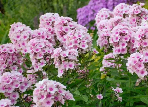 Phlox paniculata 'Bright Eyes' (Vlambloem)