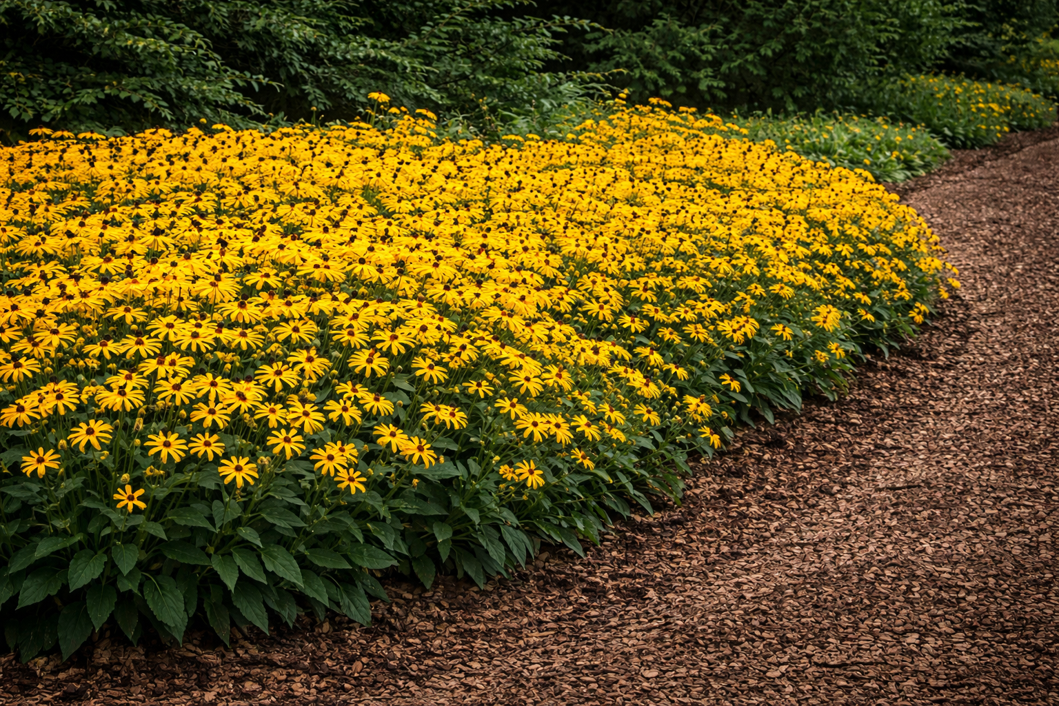Rudbeckia fulgida 'Goldsturm' (Zonnehoed)