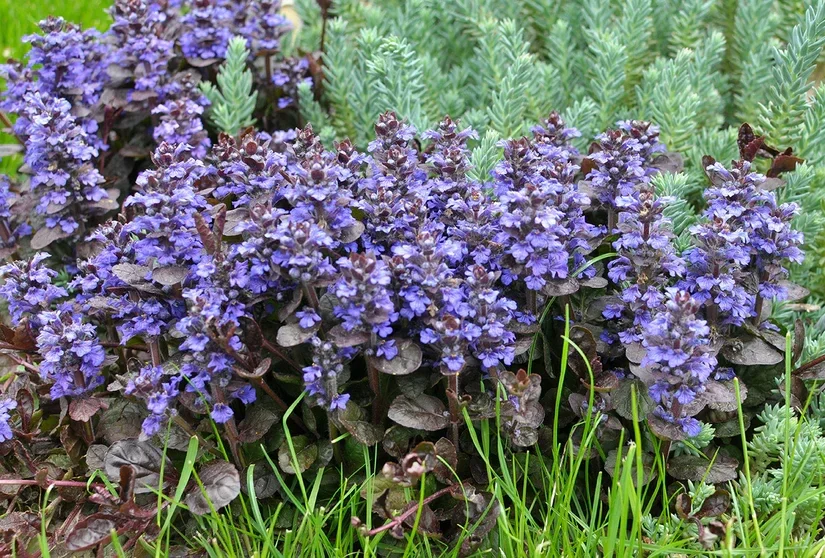 Ajuga reptans 'Atropurpurea' (Kruipend zenegroen)