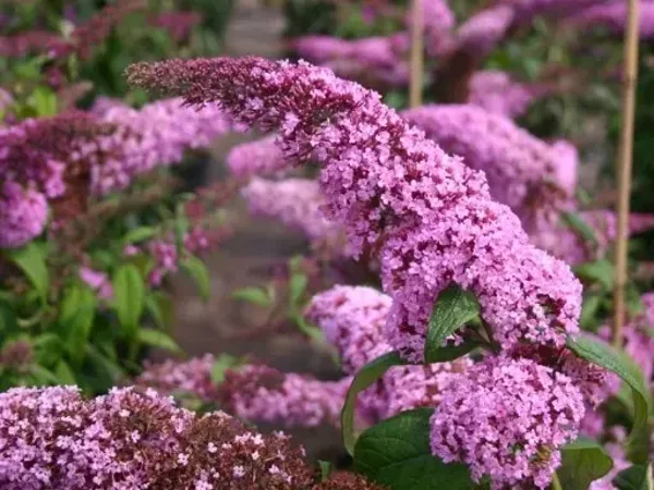 Buddleja davidii 'Pink Delight' (Vlinderstruik)