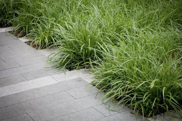 Carex morrowii 'Ice Dance' (Japanse zegge)