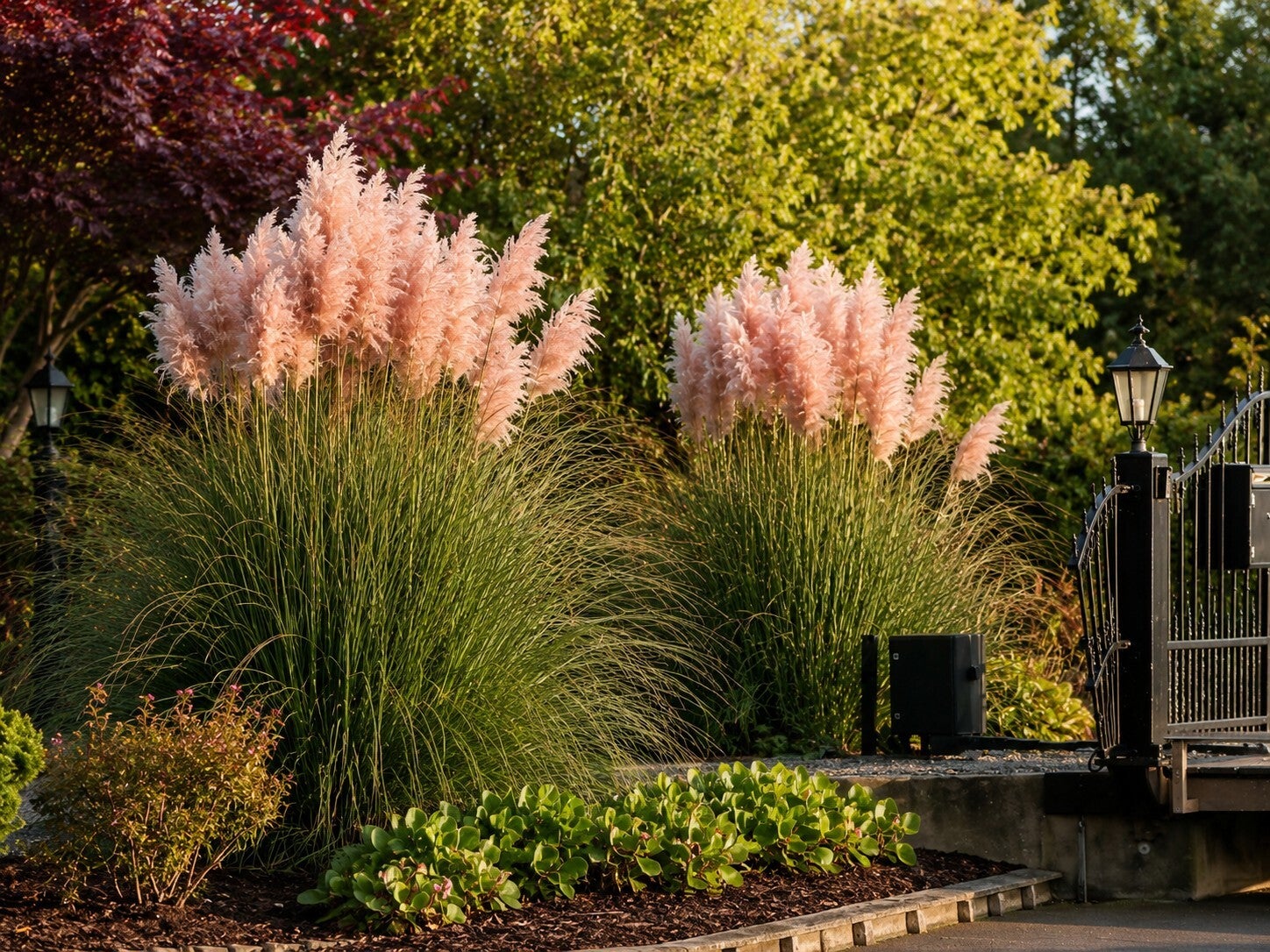 Cortaderia selloana 'Rosea' (Pampasgras)