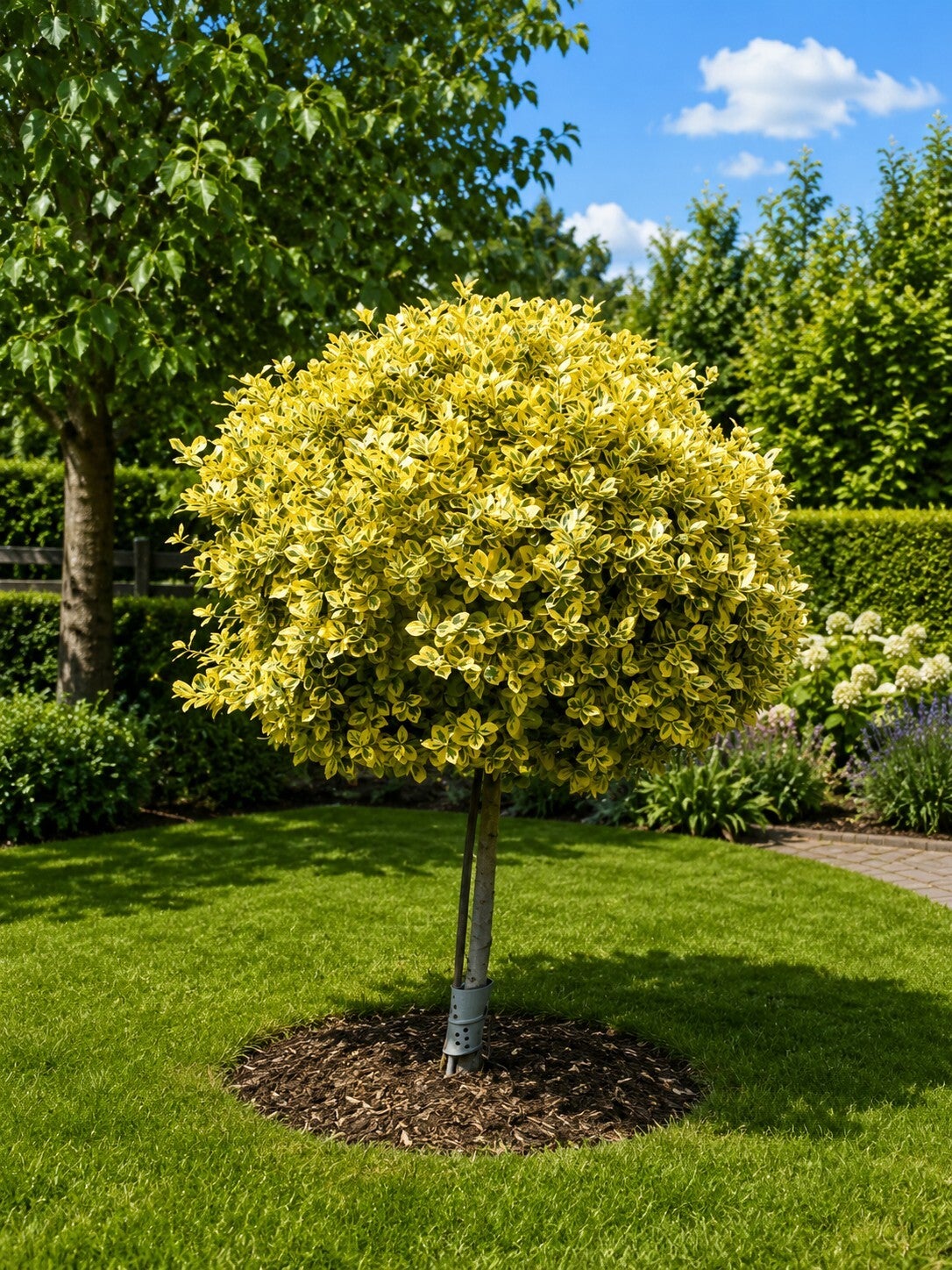 Euonymus fortunei 'Canadale Gold' (Kardinaalsmuts)