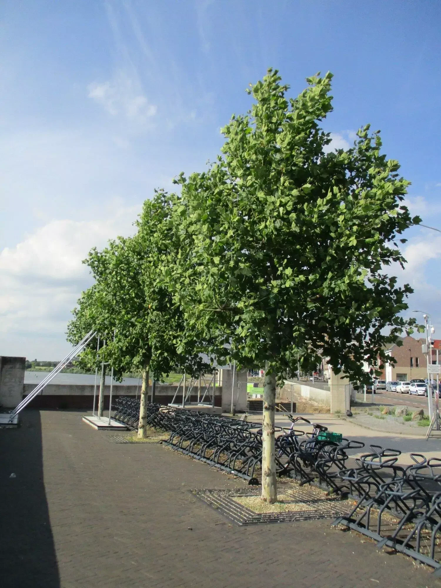 Platanus hispanica (Plataan)