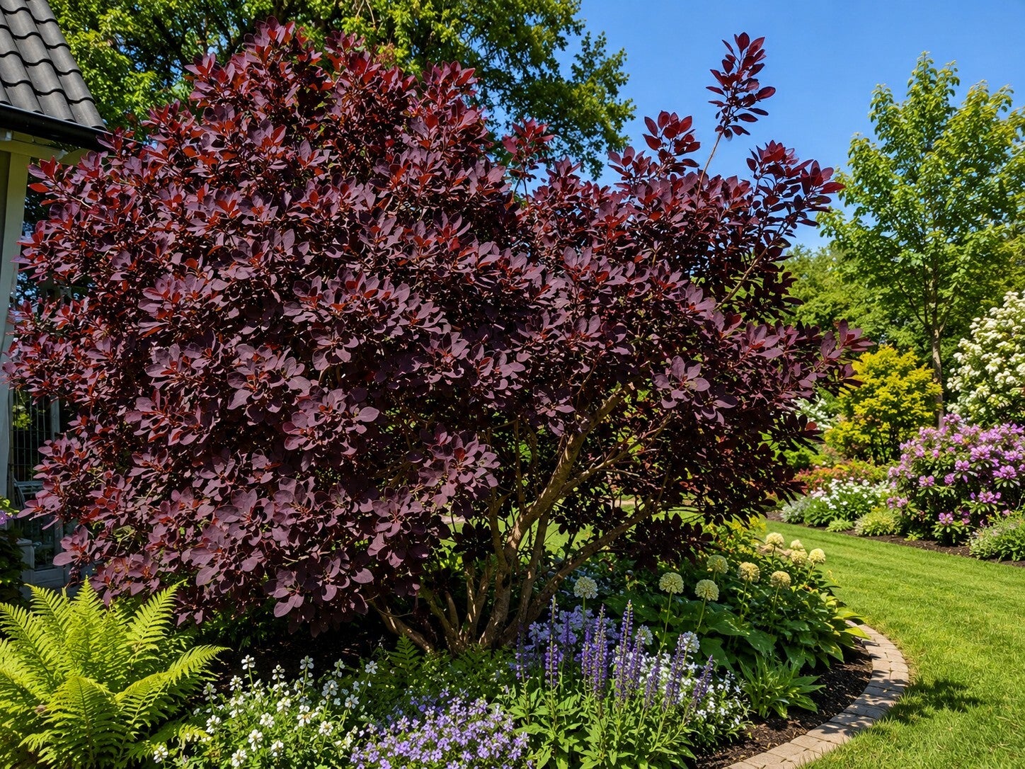 Cotinus coggygria 'Royal Purple' (Pruikenboom)