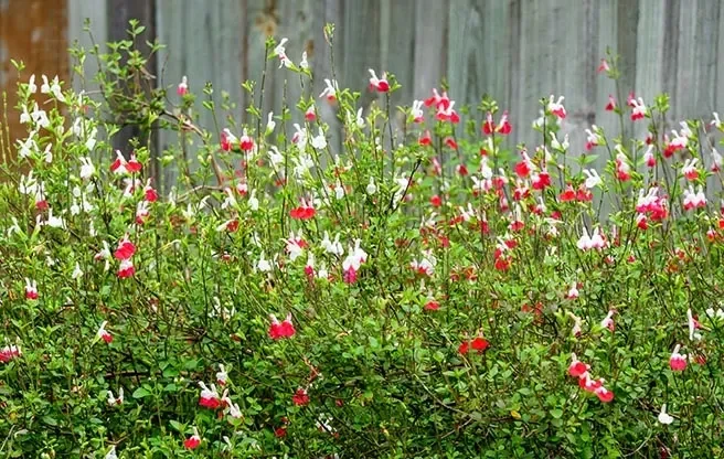 Salvia microphylla 'Hot Lips' (Salie)