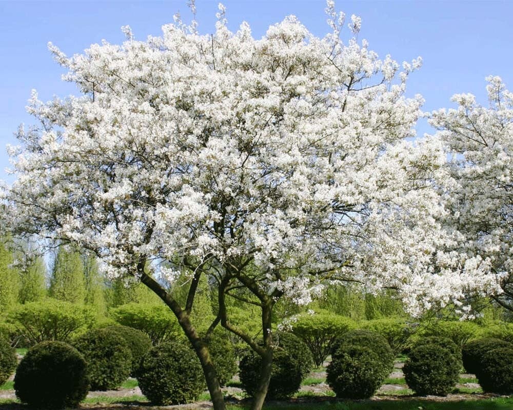 Amelanchier lamarckii (Krentenboomje)