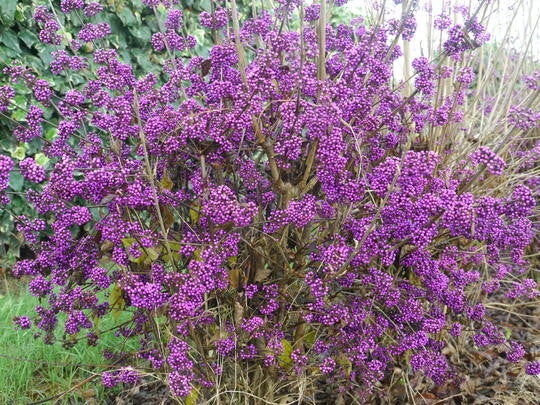 Callicarpa bodinieri 'Profusion' (Schoonvrucht)