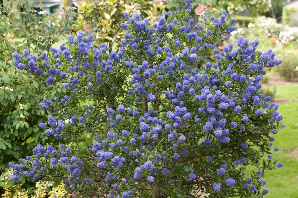 Ceanothus x delilianus 'Gloire de Versailles' (Amerikaanse sering)