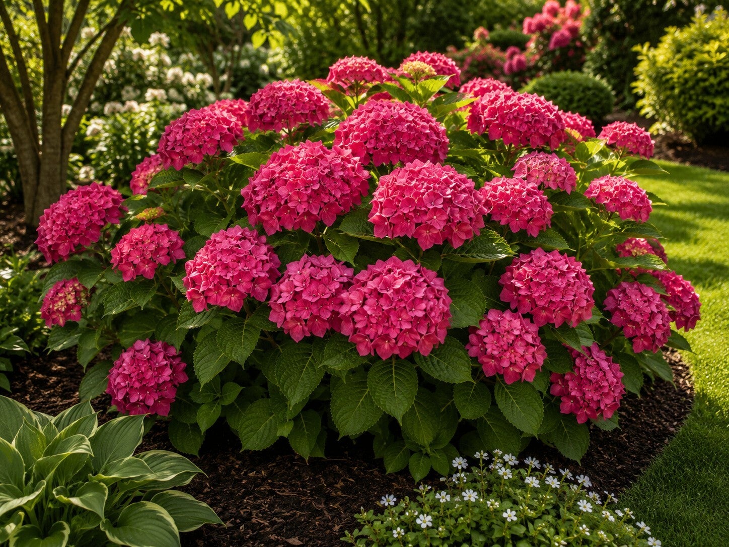 Hydrangea macrophylla 'Alpenglühen' (Boerenhortensia)
