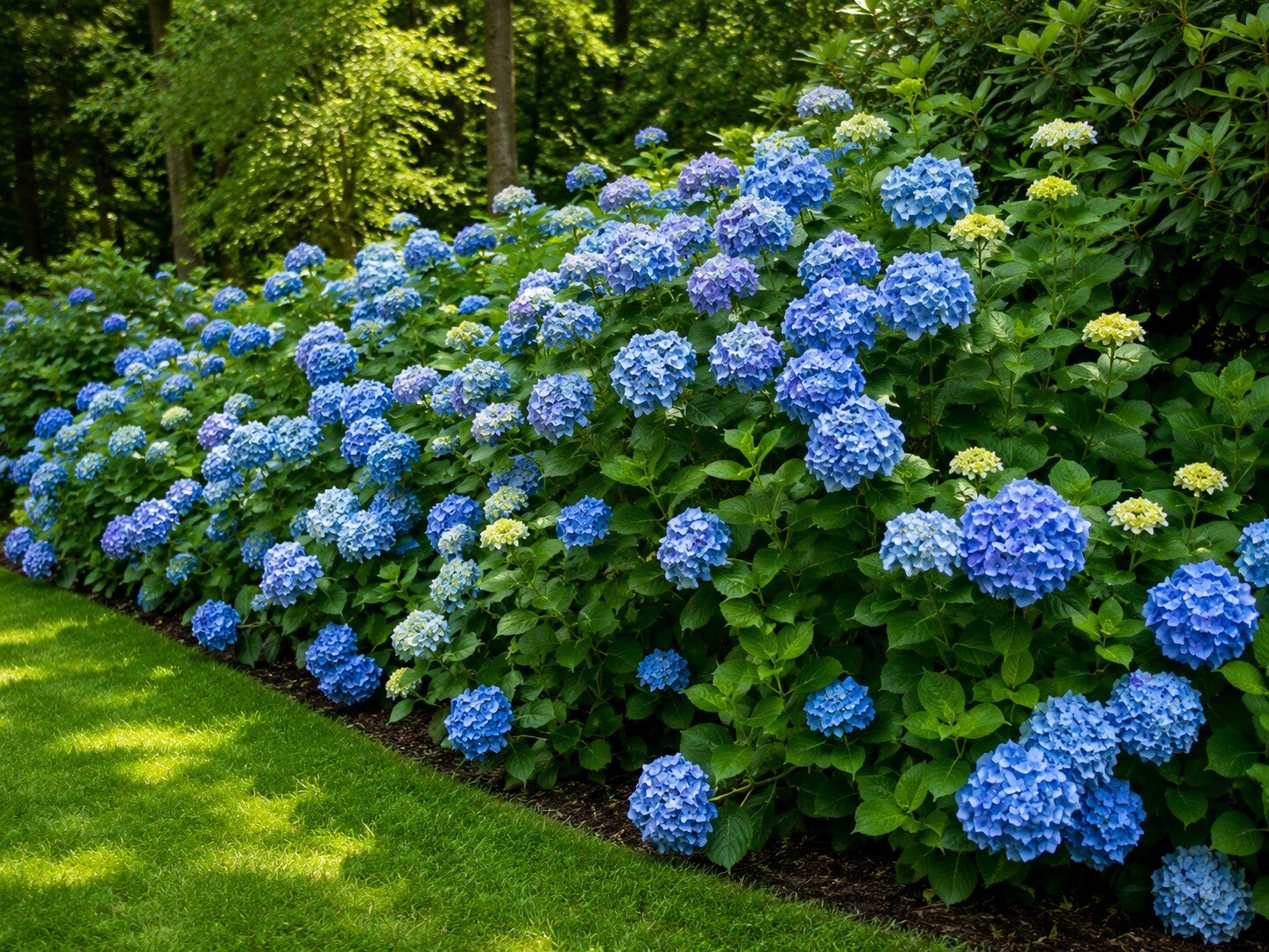 Hydrangea macrophylla 'Bodensee' (Boerenhortensia)