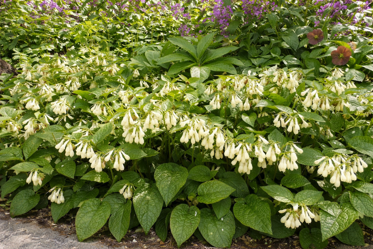 Symphytum grandiflorum (Smeerwortel)