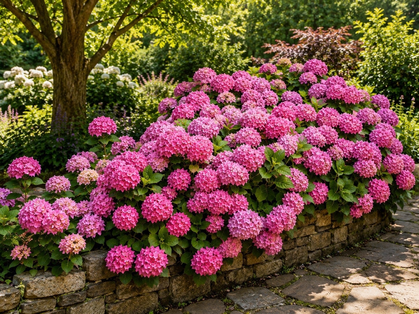 Hydrangea macrophylla 'Bouquet Rose' (Boerenhortensia)