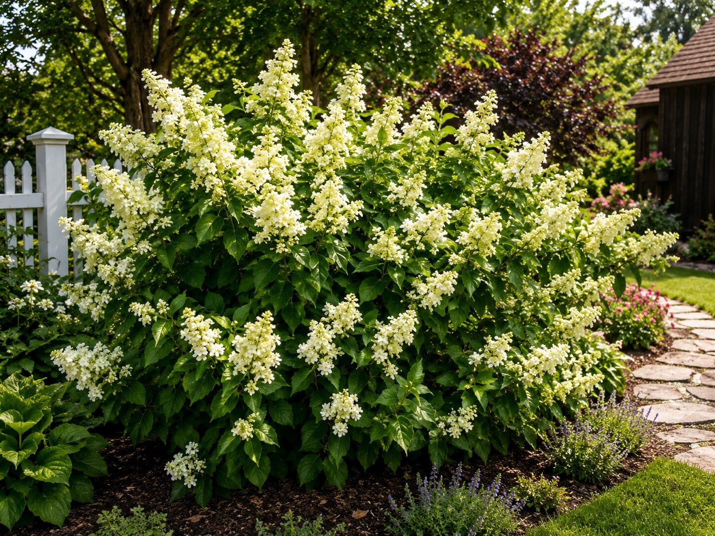 Hydrangea paniculata 'Unique' (Pluimhortensia)