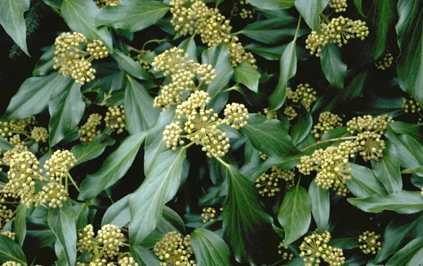 Hedera colchica 'Arborescens' ('Fall Favourite') (Perzische klimop)