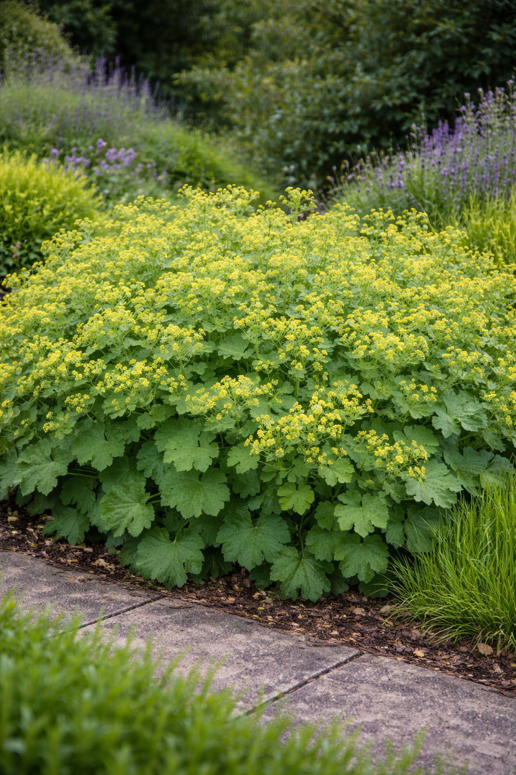 Alchemilla mollis (Vrouwenmantel)