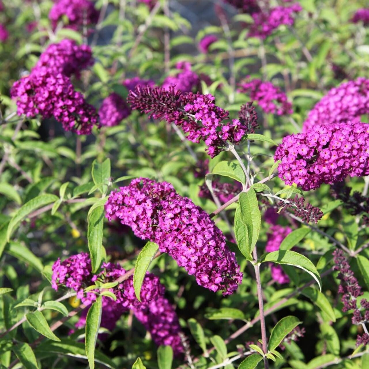 Buddleja davidii 'Royal Red' (Vlinderstruik)