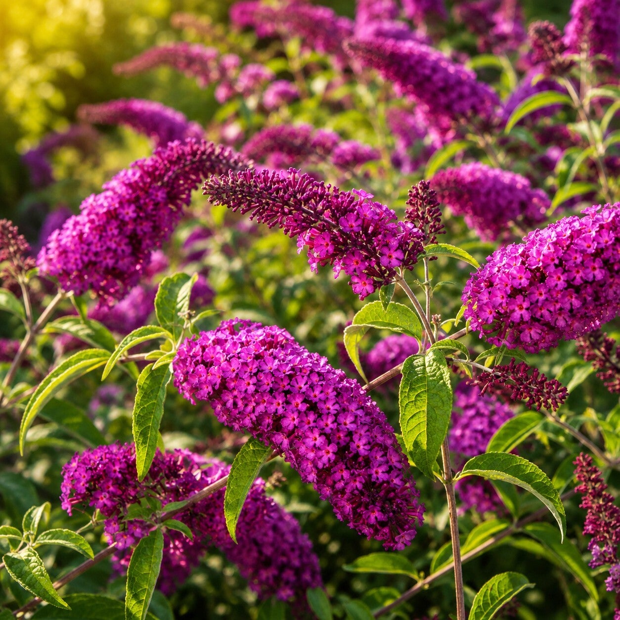 Buddleja davidii 'Royal Red' (Vlinderstruik)